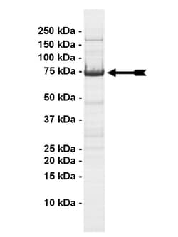 Eurofins DiscoverX Wee1 Protein, Active 10 &mu;g | Buy Online | Eurofins DiscoverX | Fisher Scientific